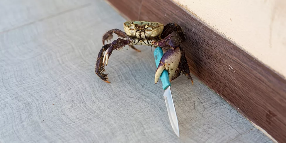 crab1